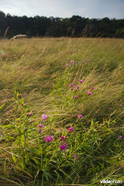 Kruidenrijk grasland