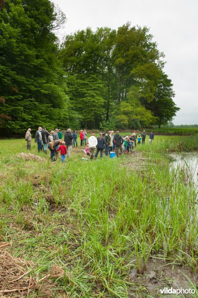 Bijplaatsing larven knoflookpad