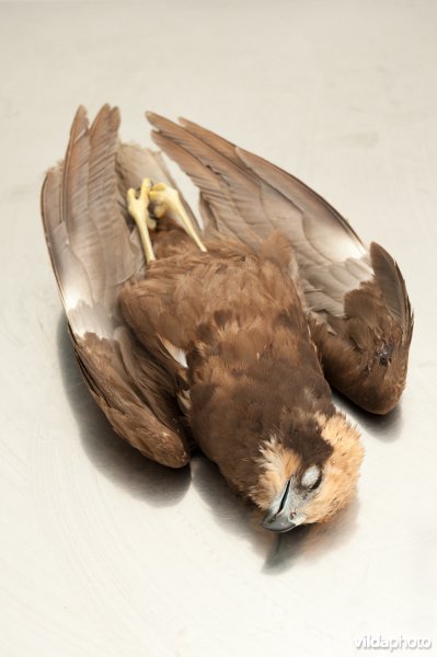 Marsh harrier Bruine kiekendief