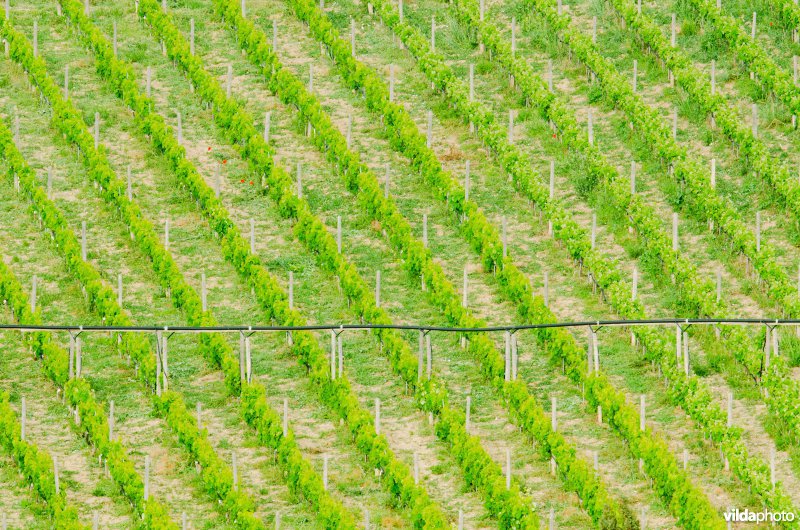 Wijngaard met irrigatie