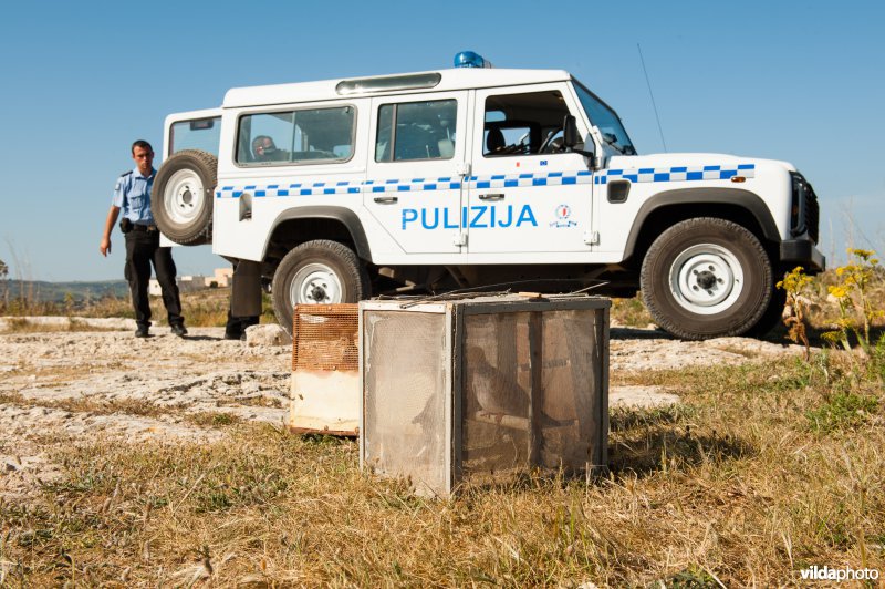 Poice and turtle doves Politie met tortels