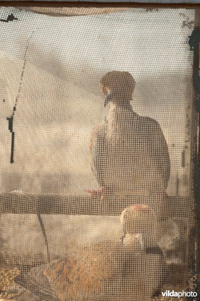 Turtle doves as live decoys Zomertortels als lokvogels