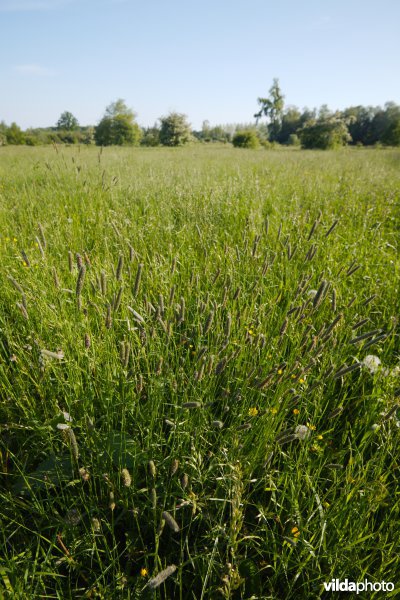 Hooiland in het Doysbroek