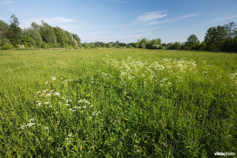 Hooiland in het Doysbroek