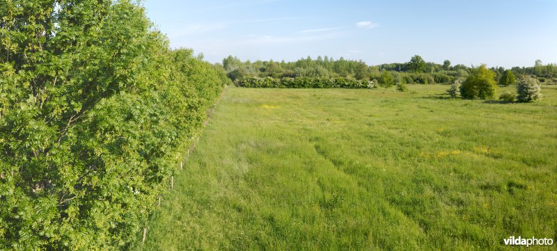 Hooiland in het Doysbroek