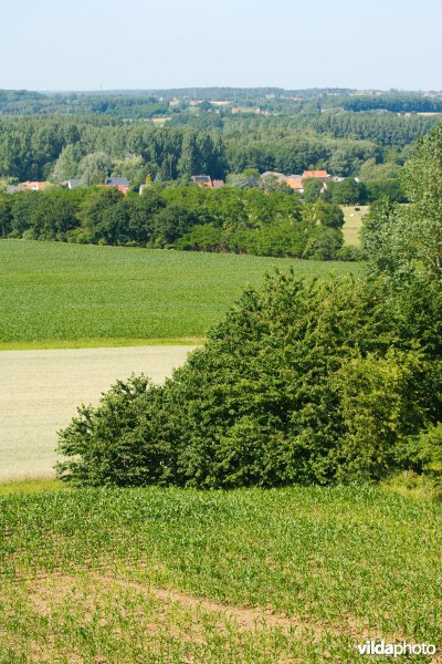 Gevarieerd landbouwlandschap