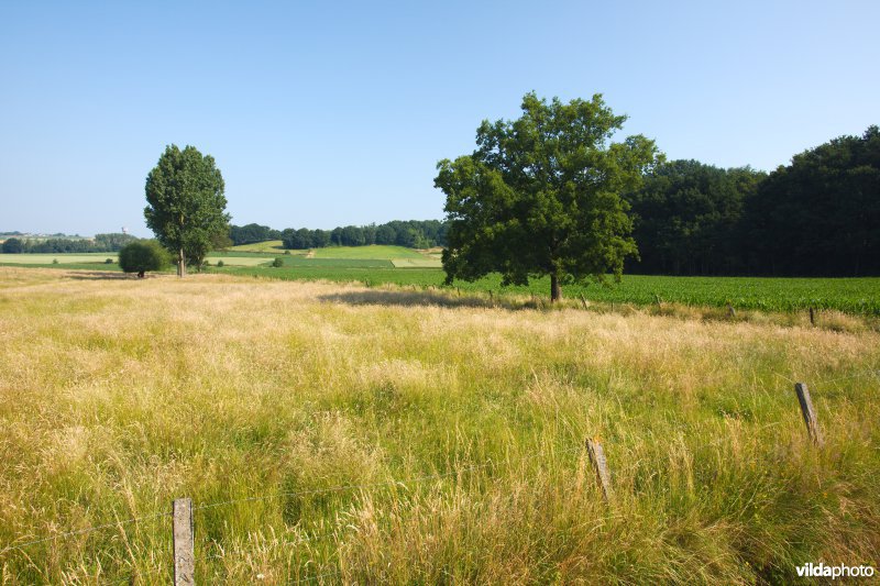 Gevarieerd landbouwlandschap