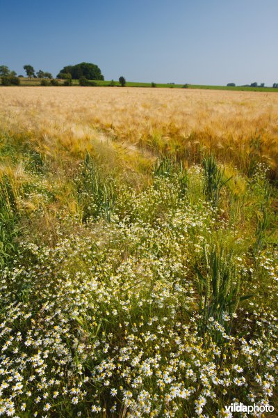 Bloemrijke akkerrand