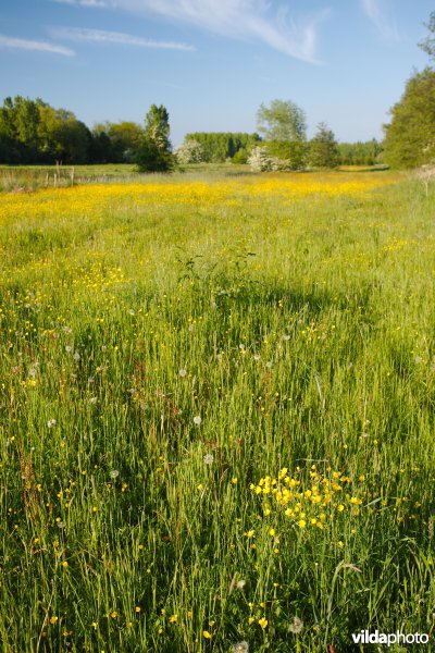 Reliëfrijk grasland