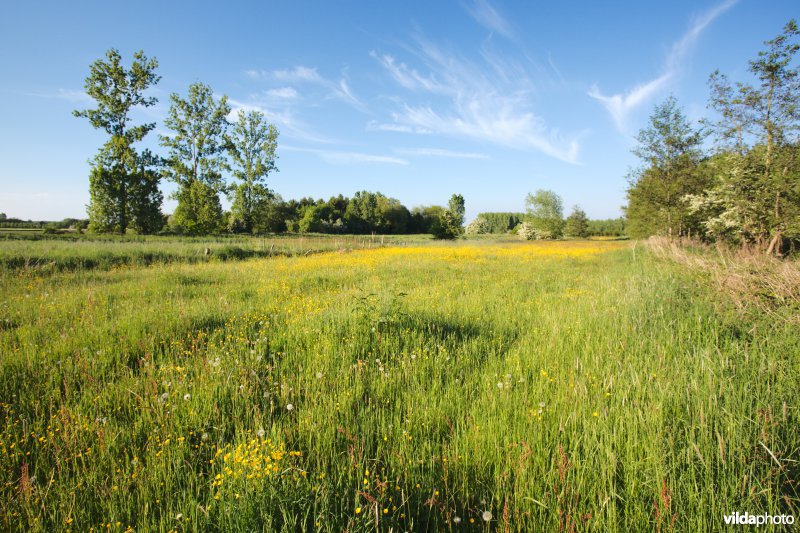 Reliëfrijk grasland