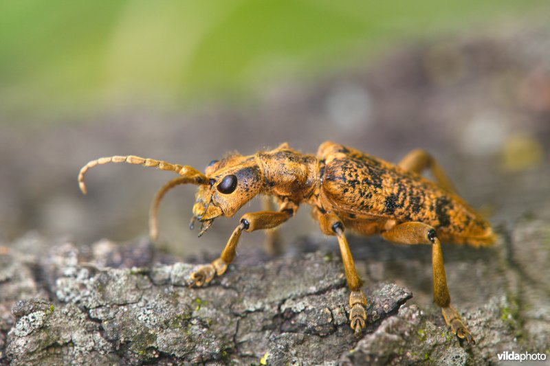 Grote ribbelboktor