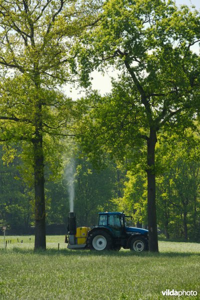 Pesticiden spuiten tegen de eikenprocessierups