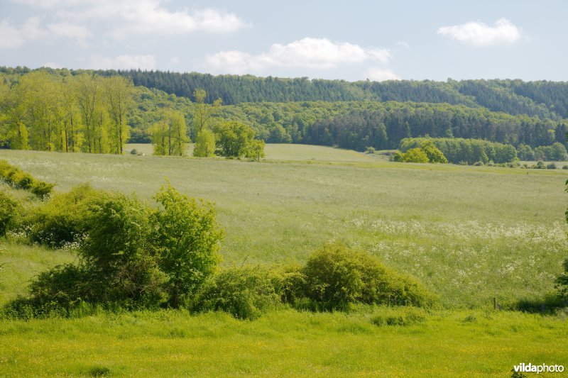 Hooiland met kleine landschapselementen