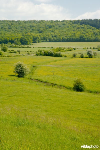 Graslanden met kleine landschapselementen