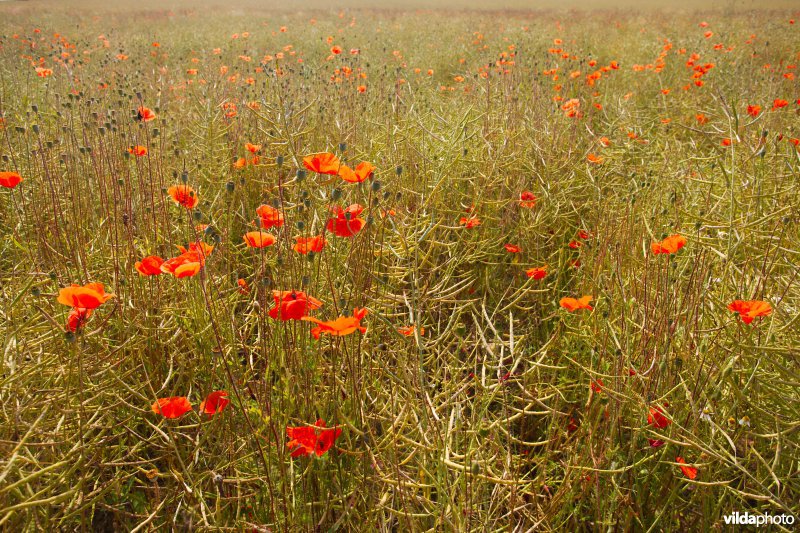 Bloemrijke akker