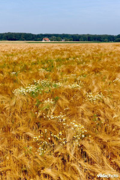 Bloemrijke akkerrand