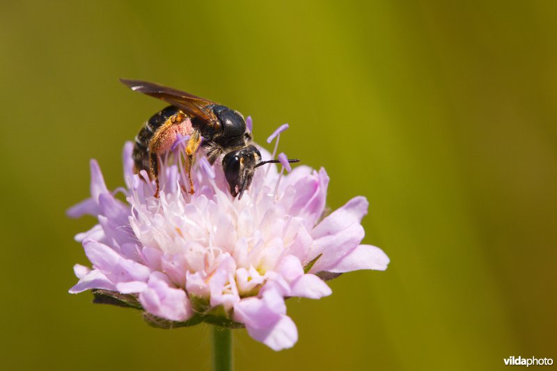 Knautiabij op Knautia