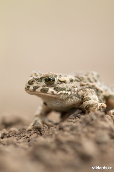 Groene pad
