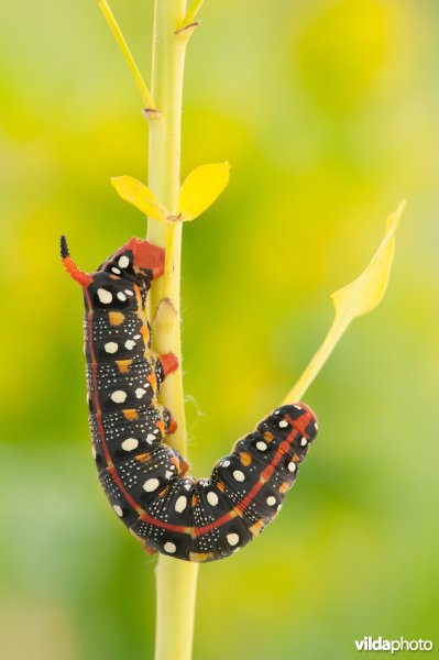 Rups van wolfsmelkpijlstaart