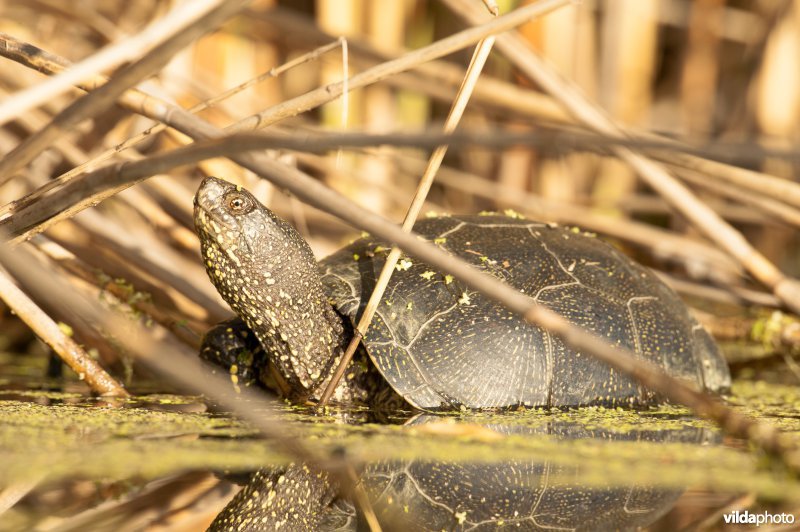 Europese moerasschildpad