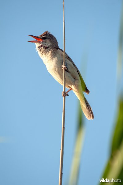 Grote karekiet