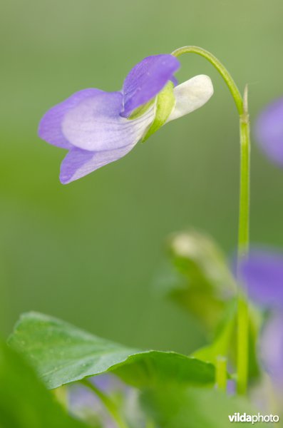 Bleeksporig bosviooltje