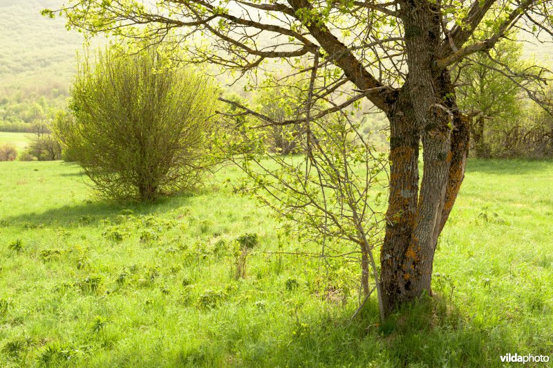 Veldesdoorn en meidoorn in Velebit