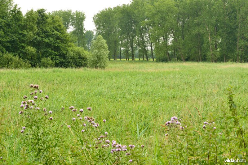 Bulbierbroek