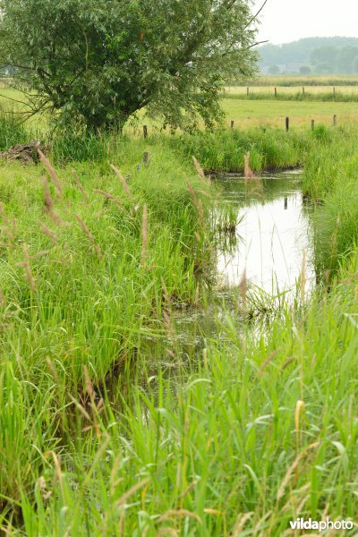 Vingelinkbeek