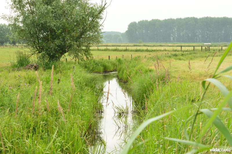 Vingelinkbeek