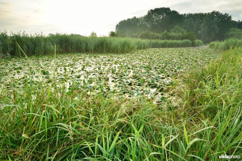 Oude Schelde aan de Scherenmeersen