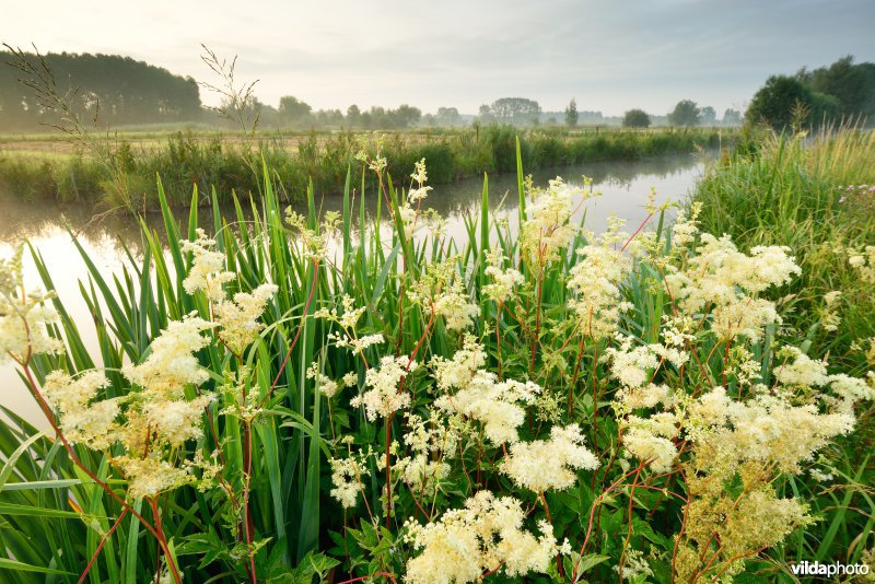 Scherenmeersen