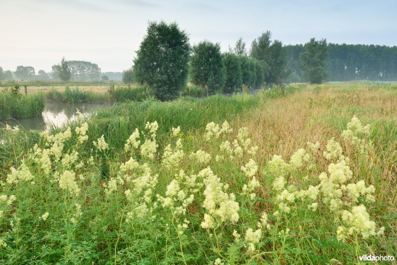 Scherenmeersen