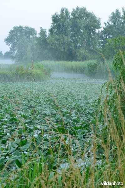 Oude Schelde aan de Scherenmeersen