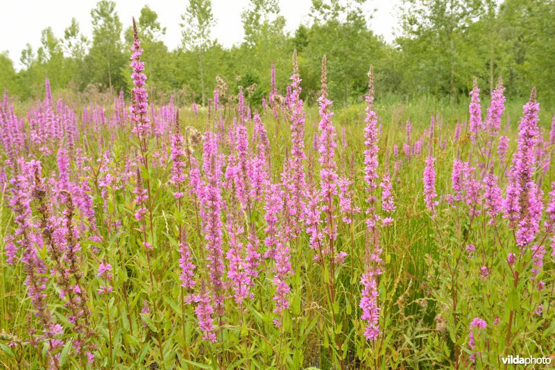 Vlassenbroekse polders