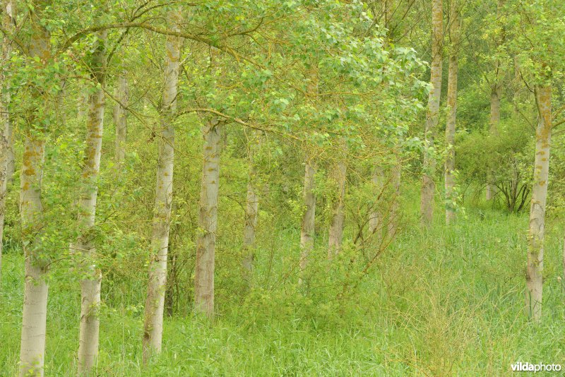 Vlassenbroekse polders