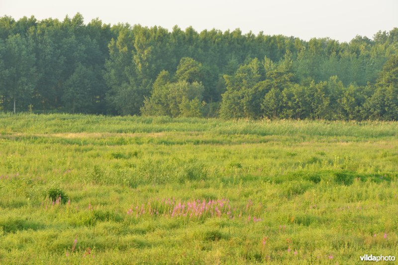 Grote vijver Noord