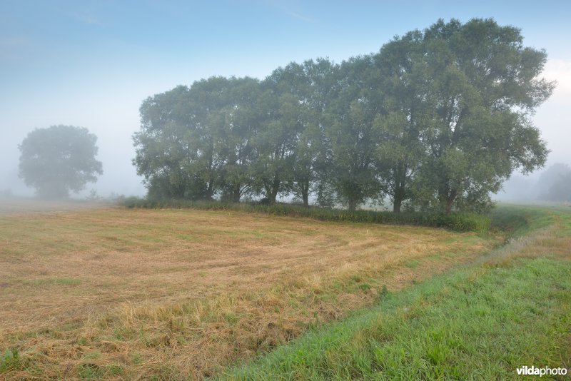 Graslanden langs de Grote Nete