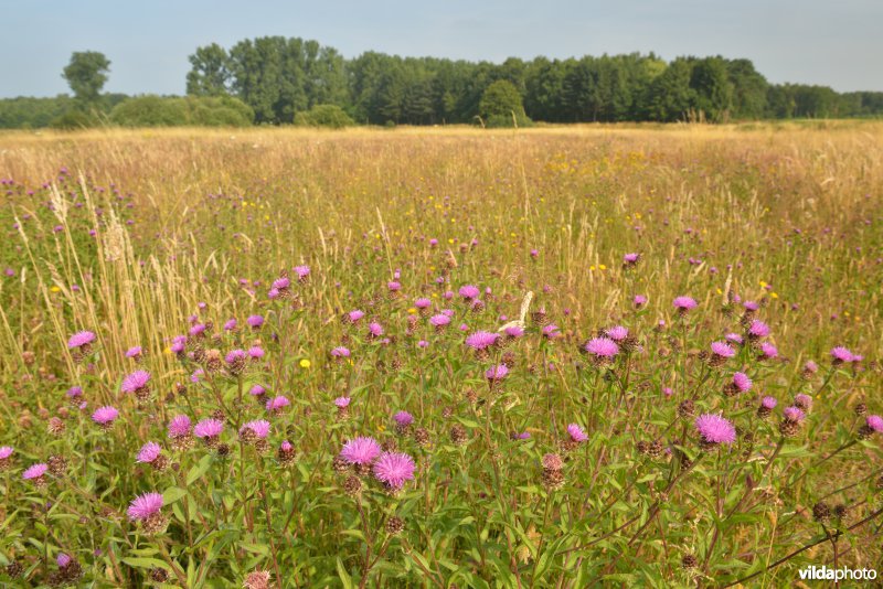 Graslanden langs de Grote Nete