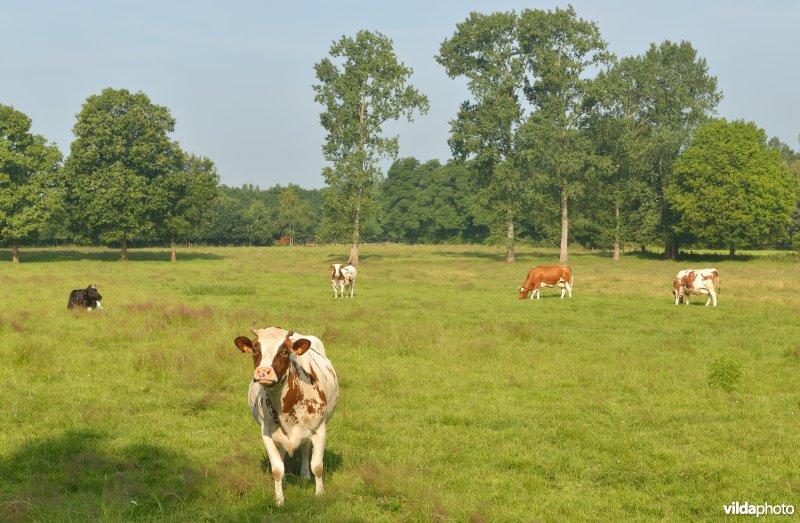 Graslanden langs de Grote Nete