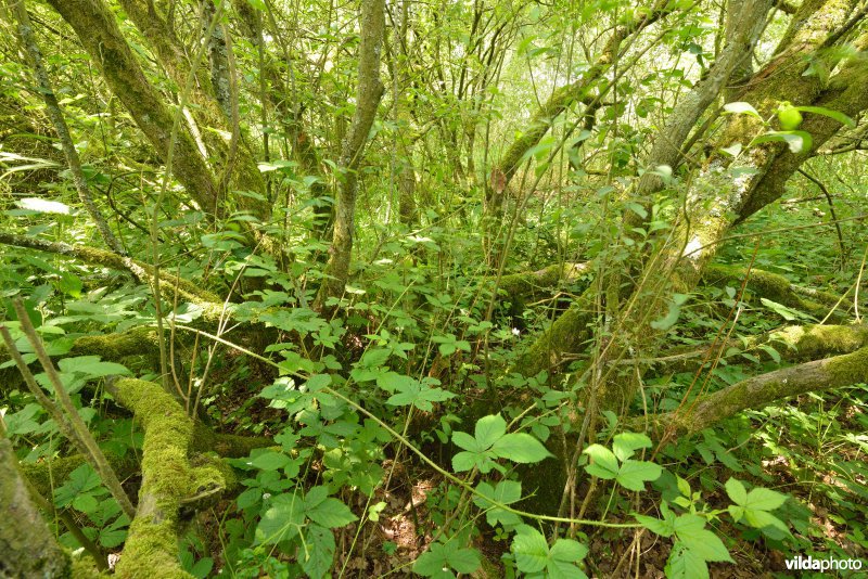 Natuurreservaat Zammelsbroek