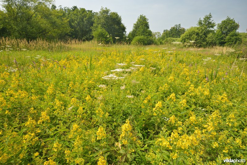 Natuurreservaat Zammelsbroek