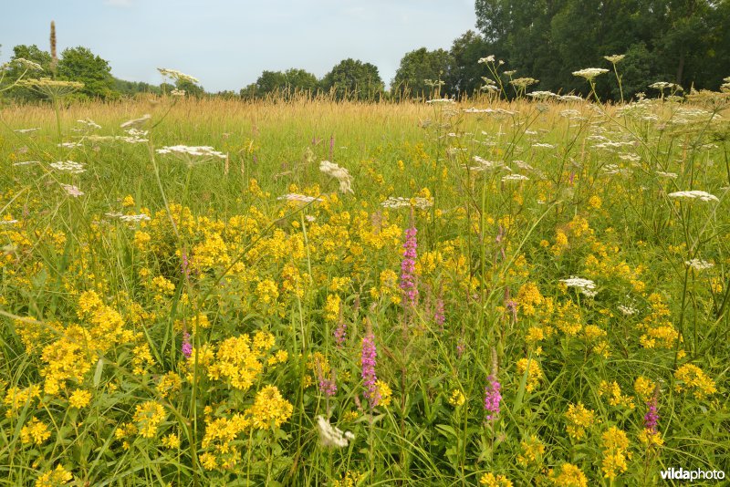 Bloemenrijke hooilanden in de vallei van de Grote Nete