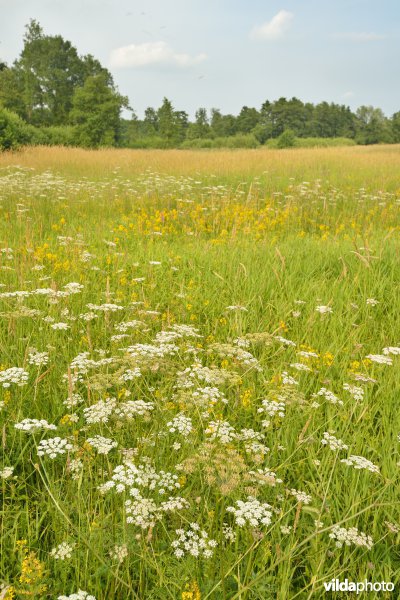 Bloemenrijke hooilanden in de vallei van de Grote Nete