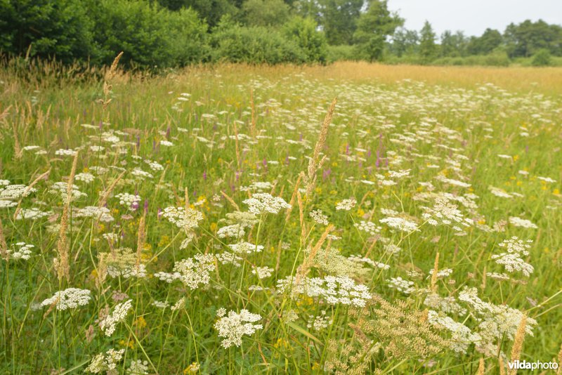 Bloemenrijke hooilanden in de vallei van de Grote Nete