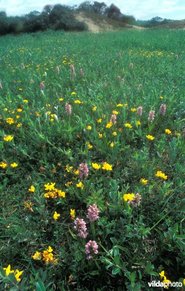 Duinpan in De Westhoek