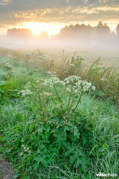 Bulbierbroek