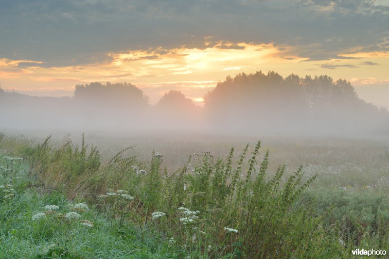 Bulbierbroek