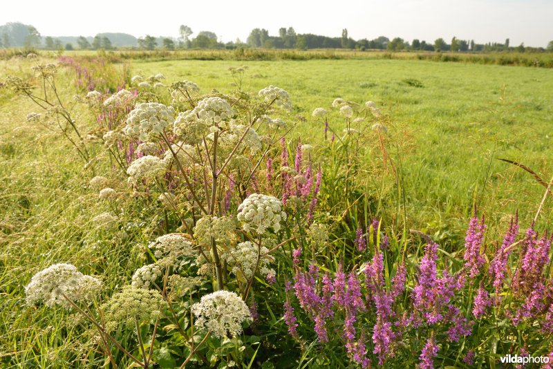 Weijmeerbroek