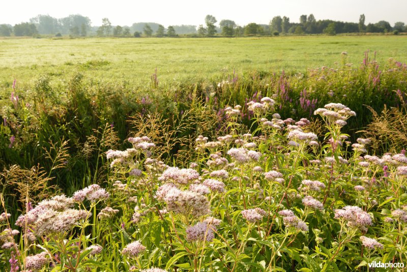 Weijmeerbroek